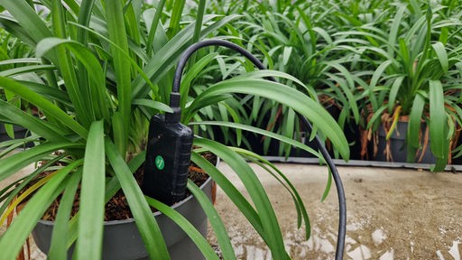 Ein Sensor steckt in einer Pflanze